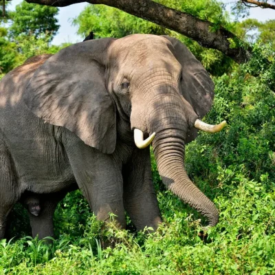 Queen Elizabeth National Game park