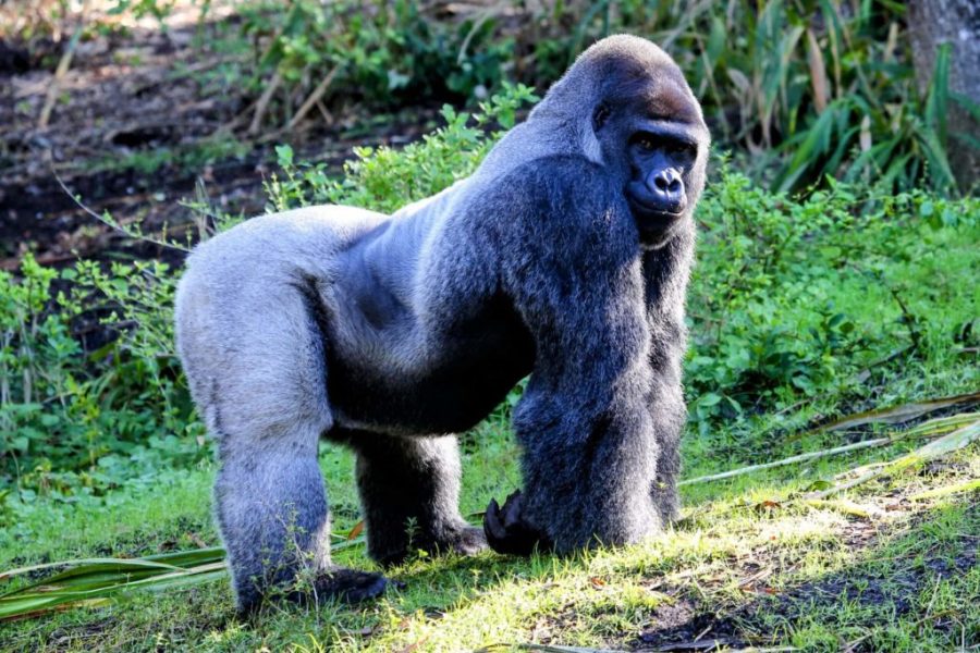 18 Days Gorrila trekking in Uganda