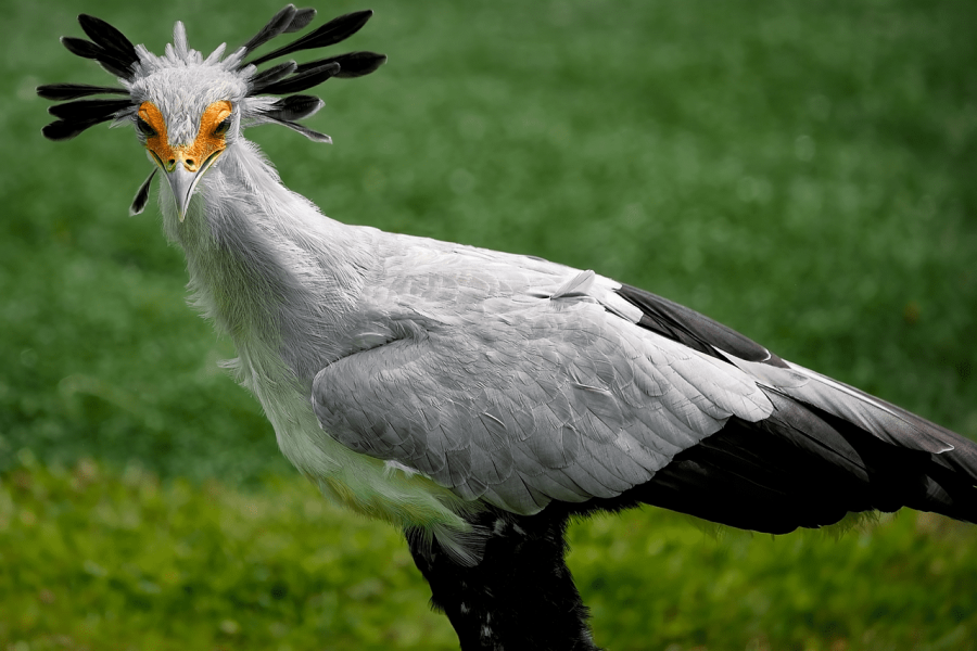 Domestic Flights to Murchison Falls