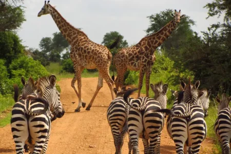 Behind the Scenes: Preparing for the Serengeti Migration Safari