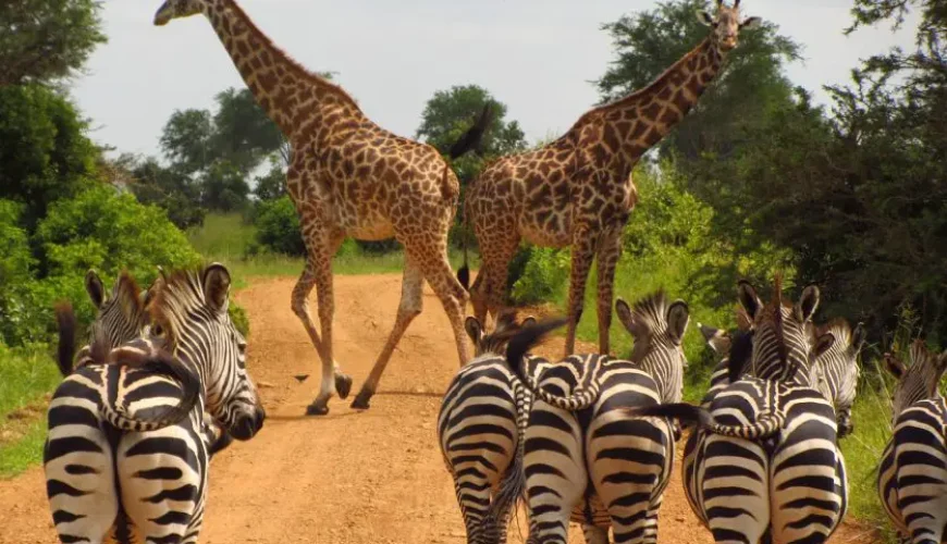 Behind the Scenes: Preparing for the Serengeti Migration Safari