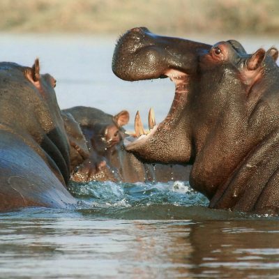 Lake mburo National Park