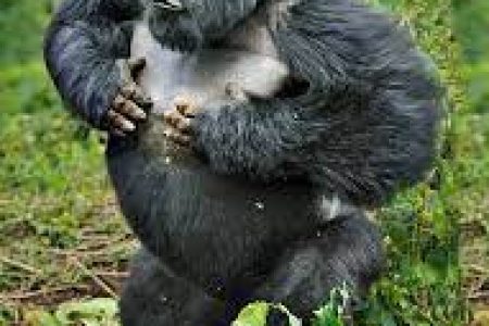 Why Gorilla Trekking in Rwanda Should Be on Your Bucket List
