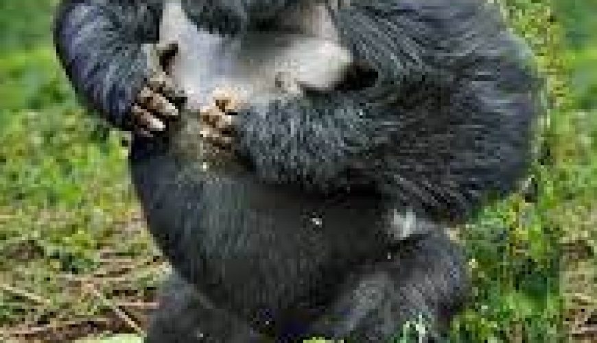 Why Gorilla Trekking in Rwanda Should Be on Your Bucket List