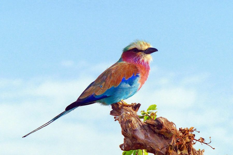 Birding tour