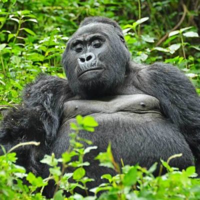 Mgahinga Gorilla National park