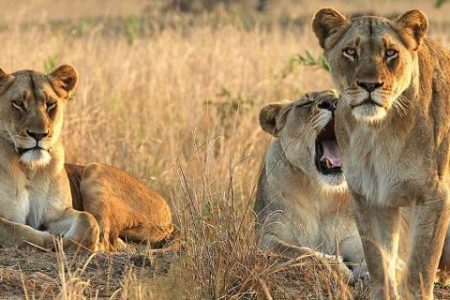 . A Day in the Life of a Maasai Guide in the Masai Mara