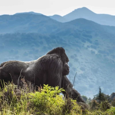 Volcanoes National Park, Rwanda