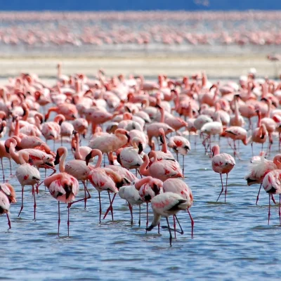 Lake Nakuru & Lake Naivasha